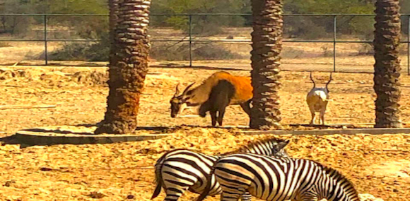 Batelco Wild Animals Complex